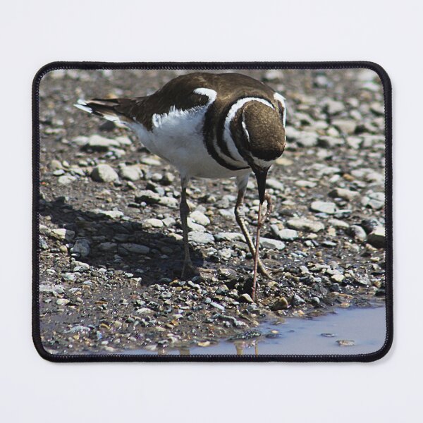 Item preview, Killdeer...Killdeer designed and sold by Alyce Taylor.