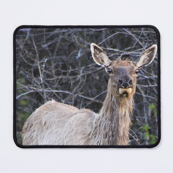 Item preview, Elk Cow designed and sold by Alyce Taylor.
