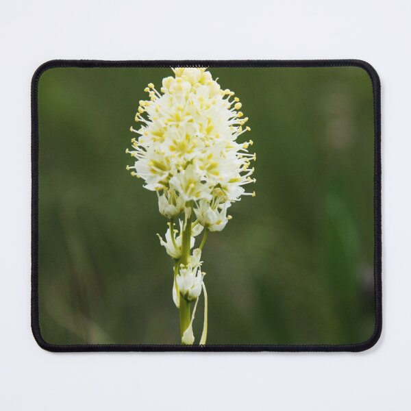 Item preview, Baby Beargrass designed and sold by Alyce Taylor.
