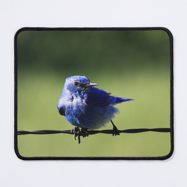 Item preview, Mountain Bluebird designed and sold by Alyce Taylor.