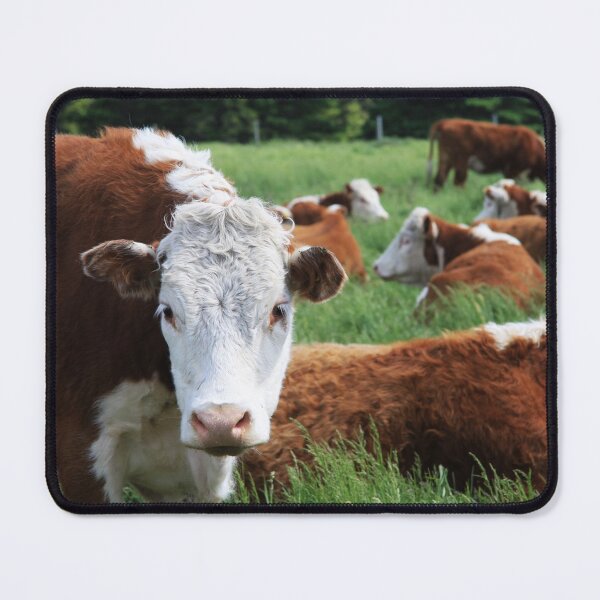 Item preview, Cows designed and sold by Alyce Taylor.