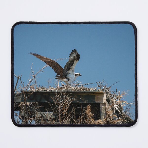 Item preview, Osprey Prepares for Takeoff designed and sold by ShorelineImages.
