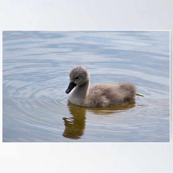 Item preview, Cygnet designed and sold by Ellesscee.