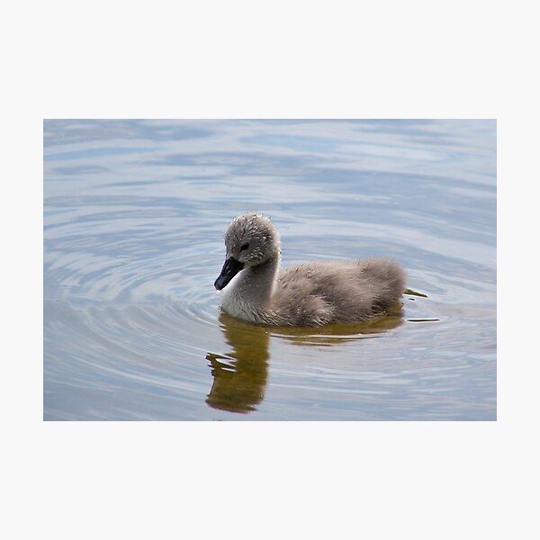 Artikelvorschau, Cygnet entworfen und verkauft von Ellesscee.