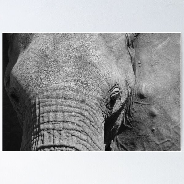 Item preview, Elephant designed and sold by eKemmerich.