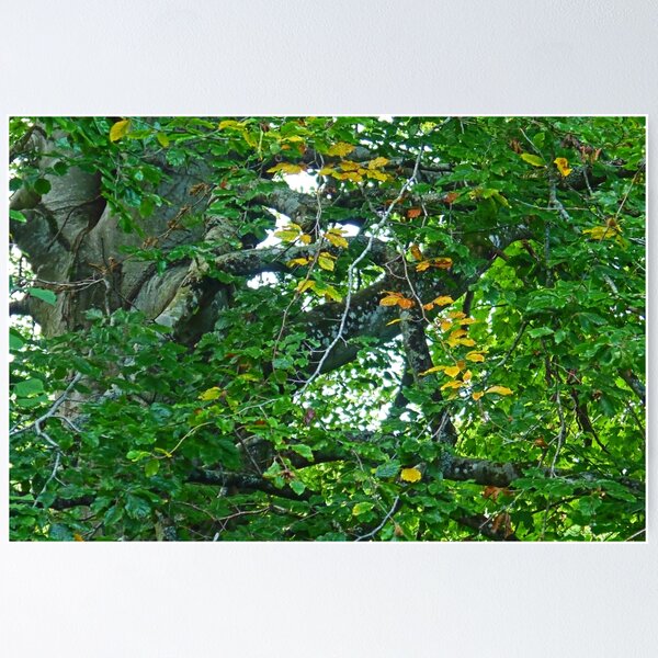 Item preview, Autumn Trees...... designed and sold by lynn carter.