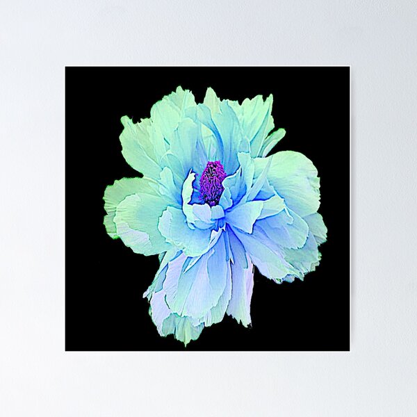 Item preview,  BLUE-WHITE PEONY FLOWER ON BLACK ART  designed and sold by sharlesart.