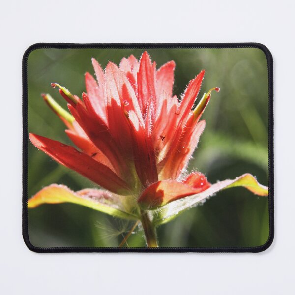 Item preview, Indian Paintbrush designed and sold by Alyce Taylor.