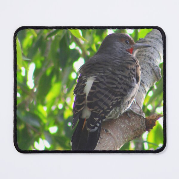 Item preview, Male Red-shafted Flicker designed and sold by Alyce Taylor.