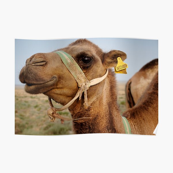 Heureux dromadaire Poster