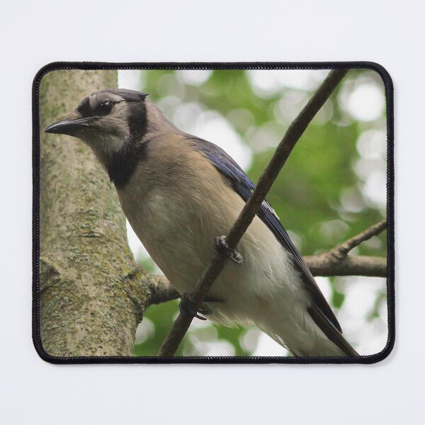 Artikelvorschau, Summer Bluejay entworfen und verkauft von Alyce Taylor.