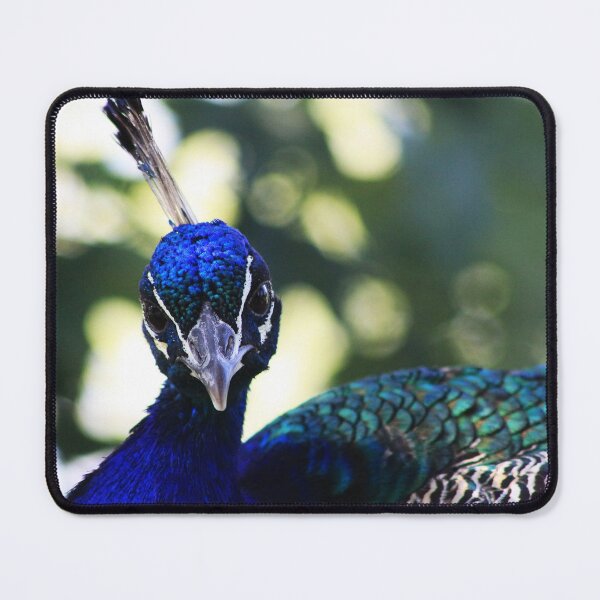 Item preview, Beautiful Peacock designed and sold by Alyce Taylor.