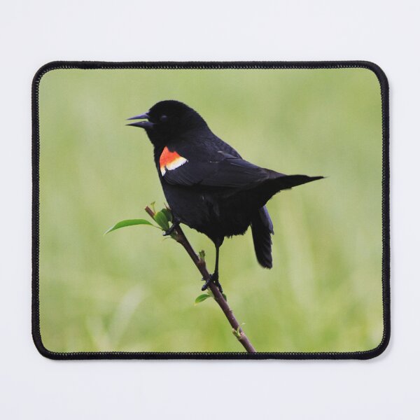 Item preview, Red Winged Blackbird designed and sold by Alyce Taylor.