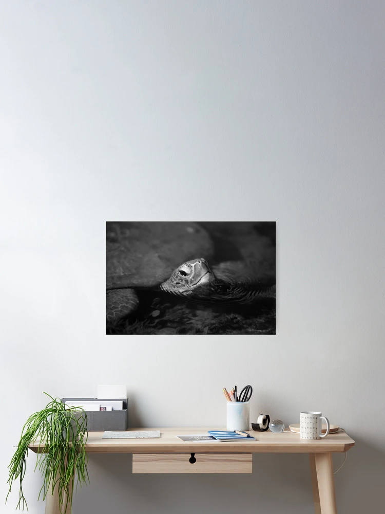 Thumbnail 2 of 3, Poster, Resting turtle designed and sold by InNature.