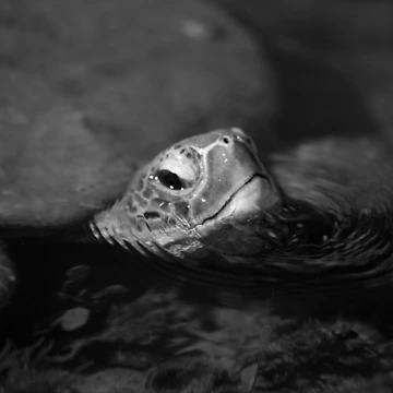 Artwork thumbnail, Resting turtle by InNature