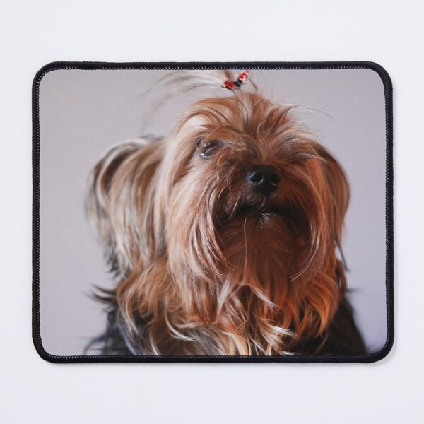 Item preview, Yorkie designed and sold by Alyce Taylor.