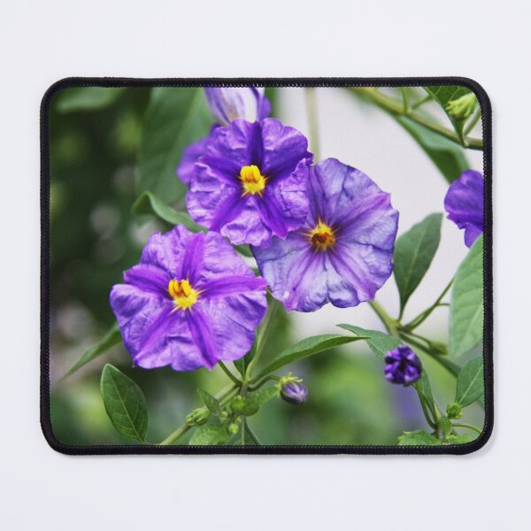 Item preview, Paraguay Nightshade designed and sold by Alyce Taylor.