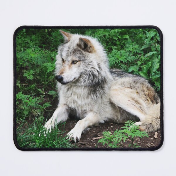 Item preview, Gray Wolf designed and sold by Alyce Taylor.