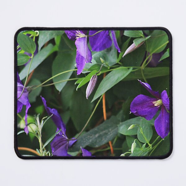 Item preview, Clematis designed and sold by Alyce Taylor.