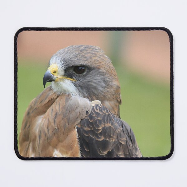 Swainsons Hawk Mouse Pad