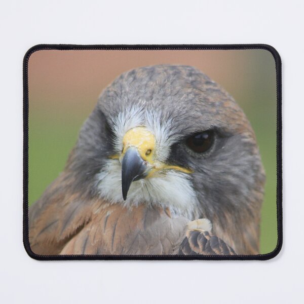 Item preview, Swainsons Hawk designed and sold by Alyce Taylor.