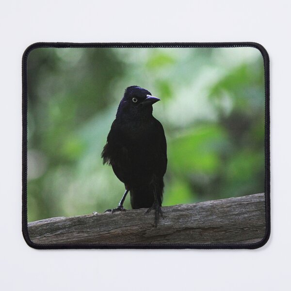 Item preview, Common Grackle designed and sold by Alyce Taylor.