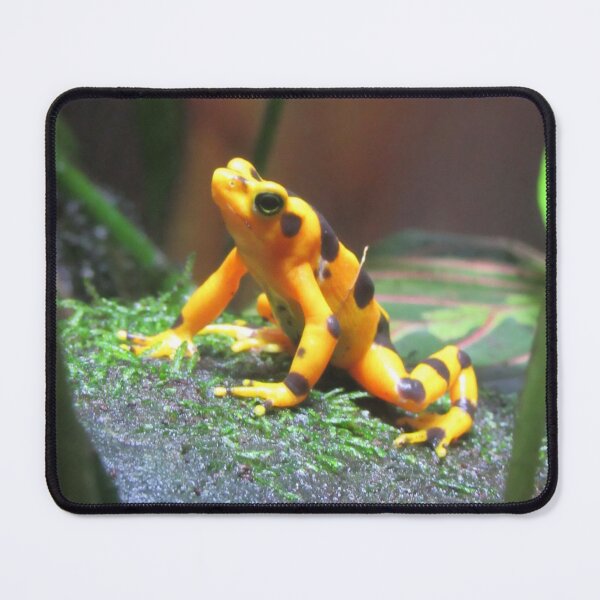 Item preview, Yellow Frog designed and sold by brittanyelaine.