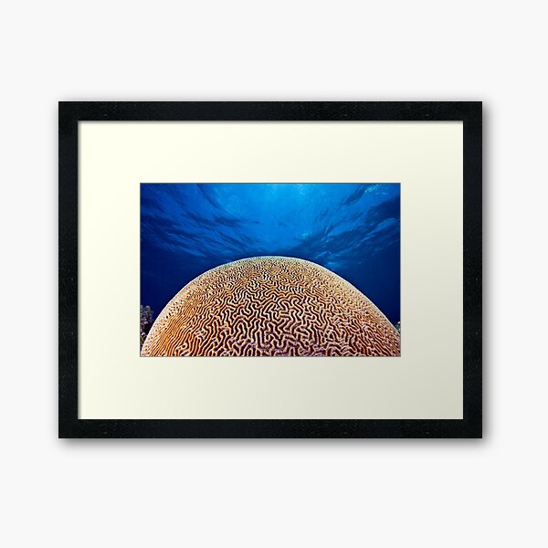 Item preview, Brain coral or death star? designed and sold by David Wachenfeld.