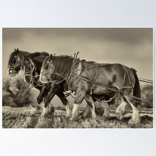 Item preview, Heavy Horses designed and sold by BlackAlder.