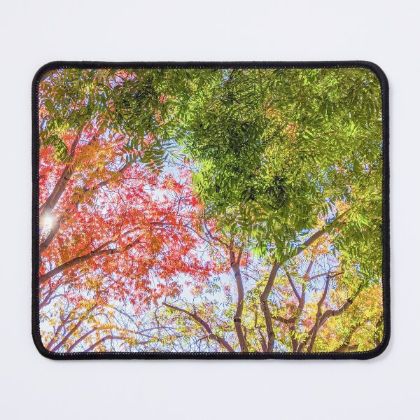 Item preview, Autumn Leaves in California #1 designed and sold by ywphotos.