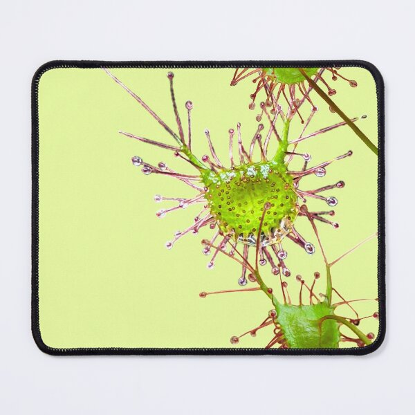 Item preview, Sparkling Sundew designed and sold by Anne-Maree Hunter.
