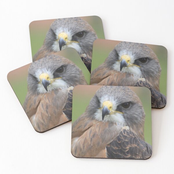 Item preview, Swainsons Hawk designed and sold by Alyce Taylor.