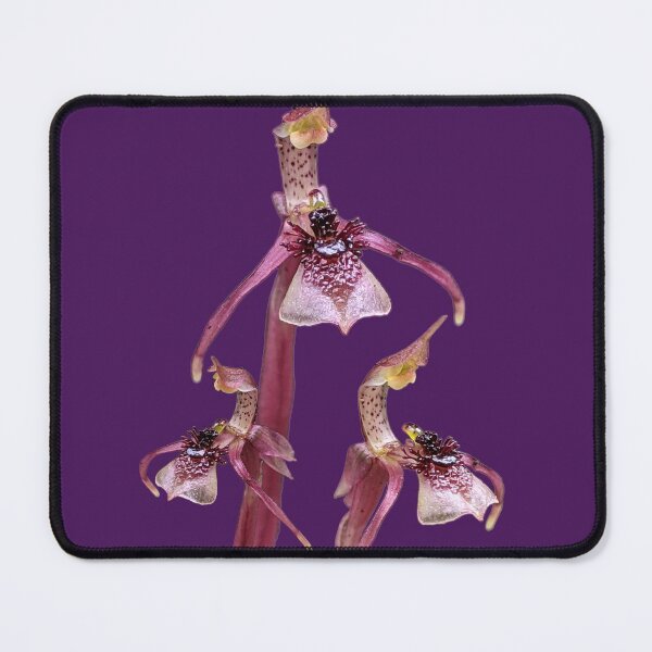 Item preview, Wasp Orchid Trio designed and sold by Anne-Maree Hunter.