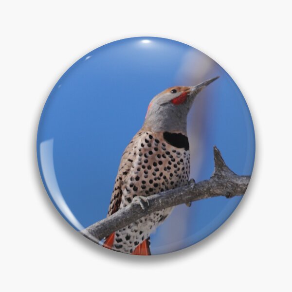 Item preview, Male Red Shafted Northern Flicker designed and sold by Alyce Taylor.