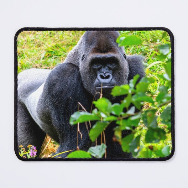 Item preview, gorilla photo with high resolution quality designed and sold by Allyouneed-2.