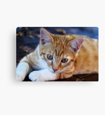 cement Canvas Print