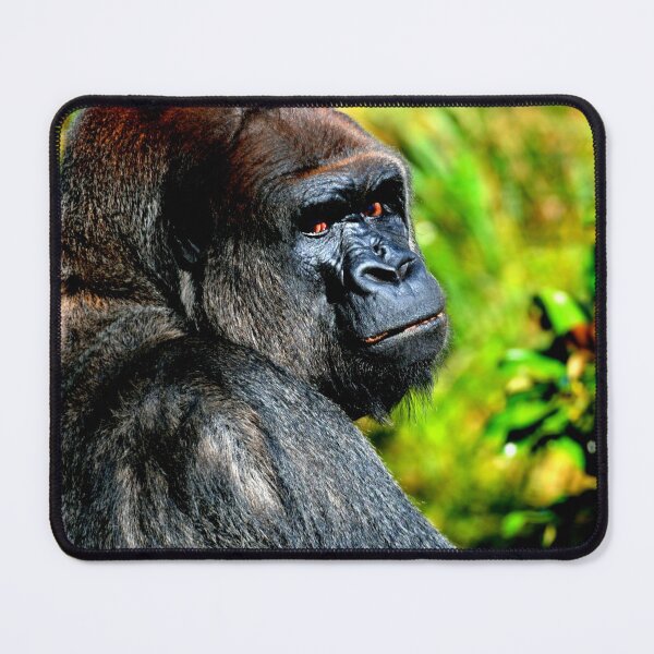 Item preview, gorilla photo with high resolution quality designed and sold by Allyouneed-2.