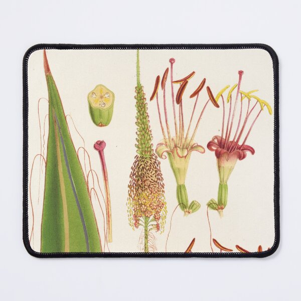 Item preview, Agave filifera and its flower - Botanical Illustration designed and sold by chimakingthings.