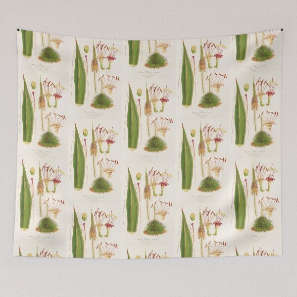 Item preview, Agave filifera and its flower - Botanical Illustration designed and sold by chimakingthings.