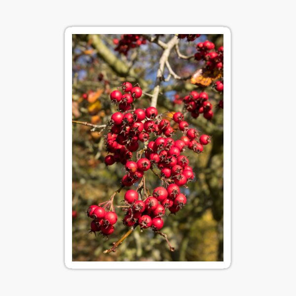 Item preview, Tree Berries  designed and sold by hawkie.