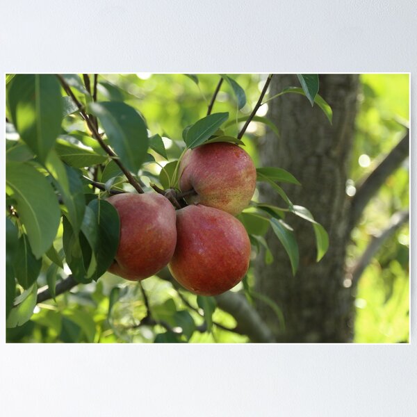 Item preview, A Pear or a Trio designed and sold by Stuart Daddow Photography.