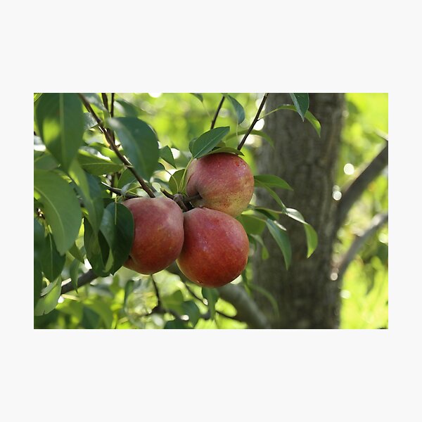 Item preview, A Pear or a Trio designed and sold by Stuart Daddow Photography.