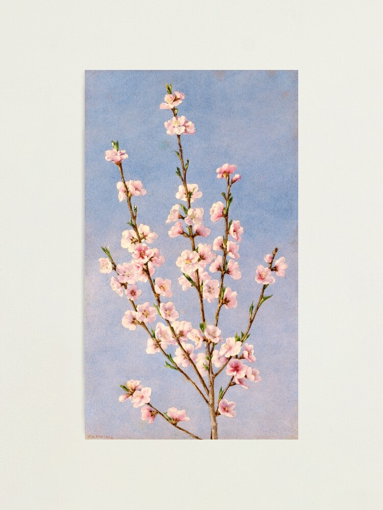 Peach Blossom Print, Flower Art, Botanical Illustration, Wall Art