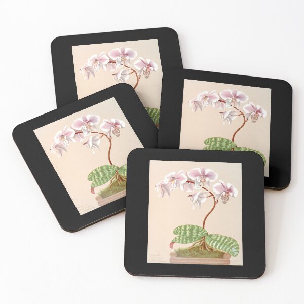 Item preview, Phalaenopsis schilleriana - botanical illustration designed and sold by chimakingthings.