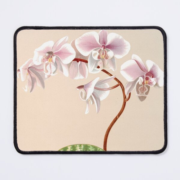 Item preview, Phalaenopsis schilleriana - botanical illustration designed and sold by chimakingthings.