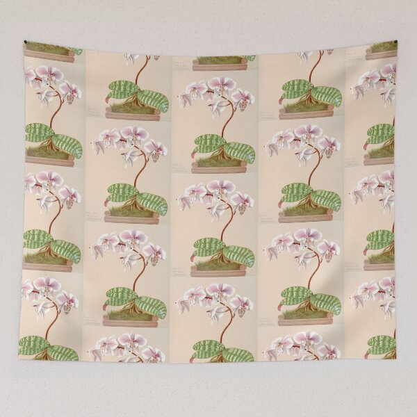 Item preview, Phalaenopsis schilleriana - botanical illustration designed and sold by chimakingthings.