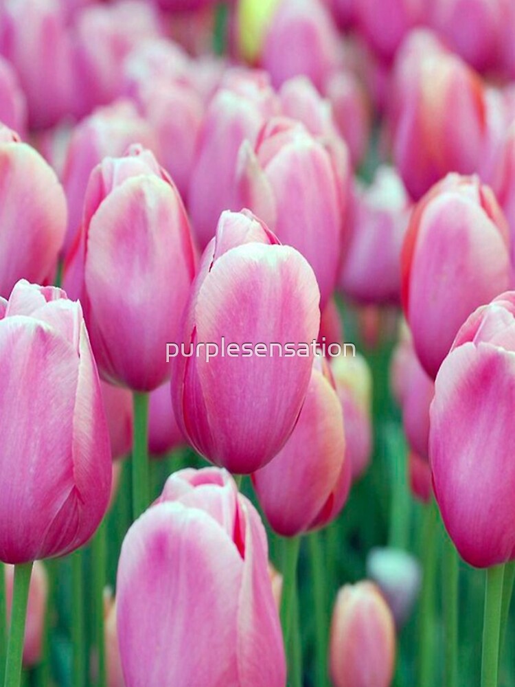 Discover Pretty Pink Tulips iPhone Case