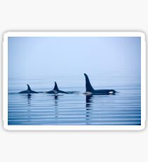 Three killer whales with huge dorsal fins Sticker
