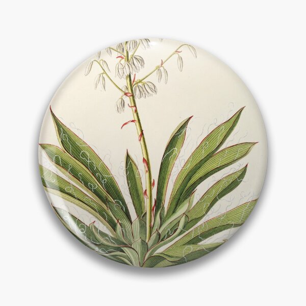 Item preview, Agave filifera - botanical illustration designed and sold by chimakingthings.