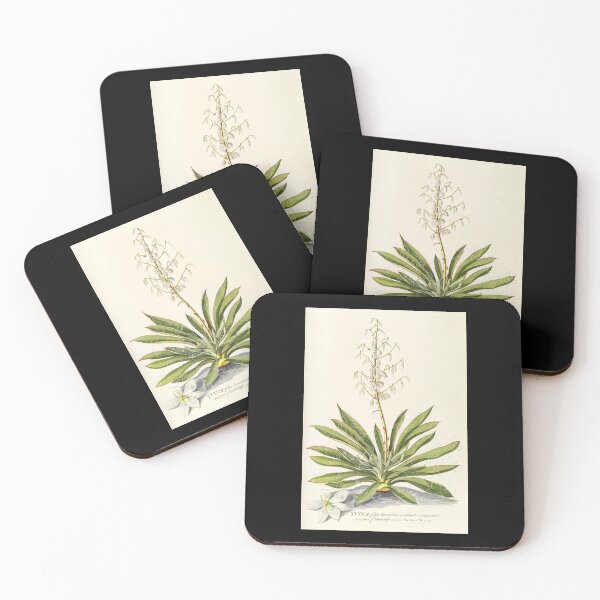 Item preview, Agave filifera - botanical illustration designed and sold by chimakingthings.